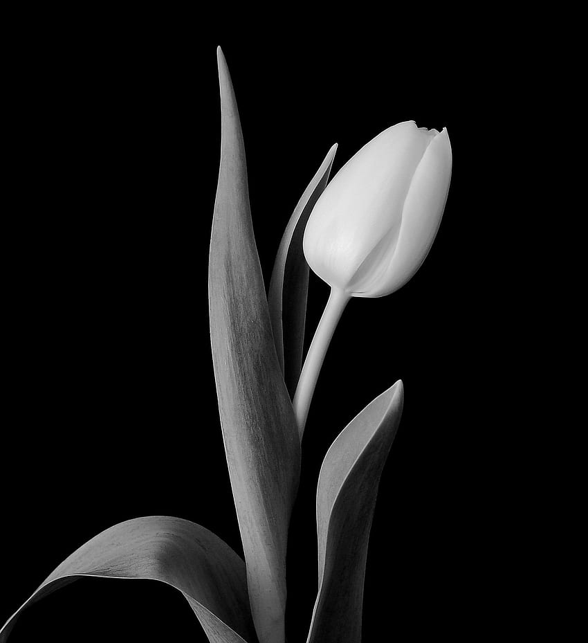 Schwarze Tulpe, weiße Tulpe HD-Handy-Hintergrundbild