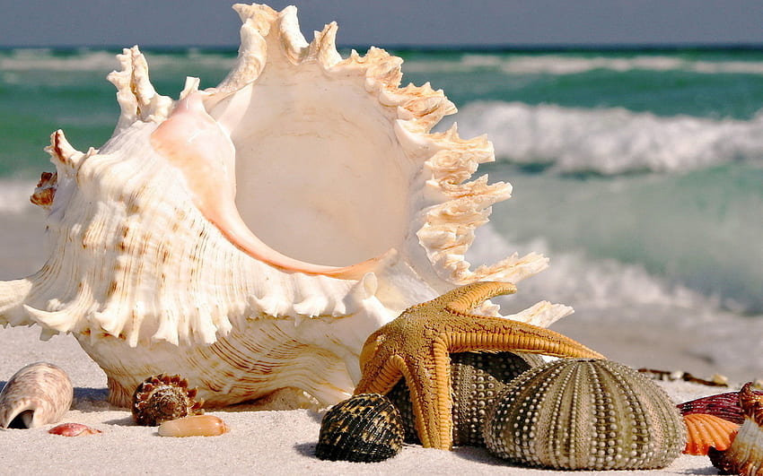 Landscape, Sea, Objects, Shells, Starfish HD wallpaper