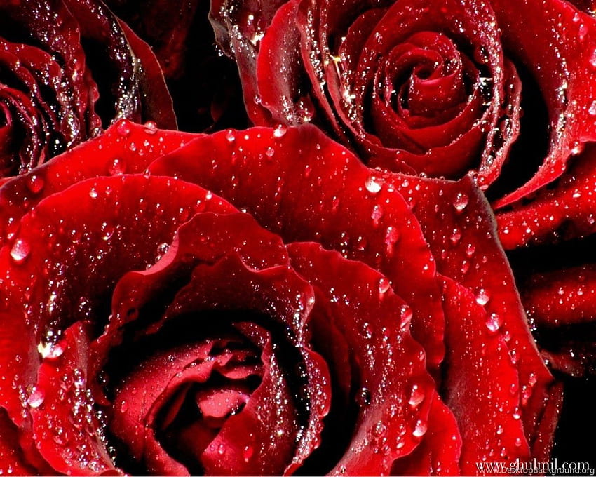 most beautiful red rose flowers