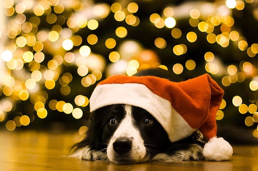 Border Collie Dogs Christmas Winter hat Animals HD wallpaper