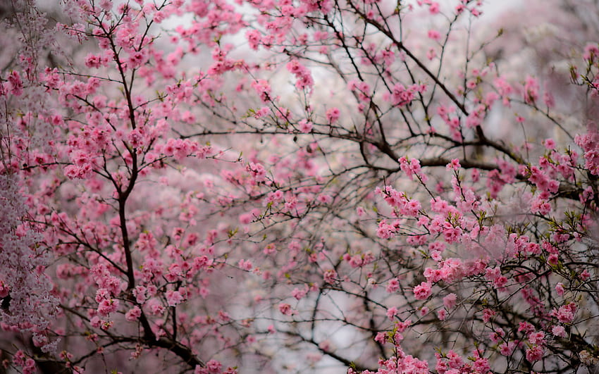 Blog Jeffrey Friedl Kyoto's Amazing Haradanien Garden, Bagian 2, Bunga Sakura Kyoto Wallpaper HD