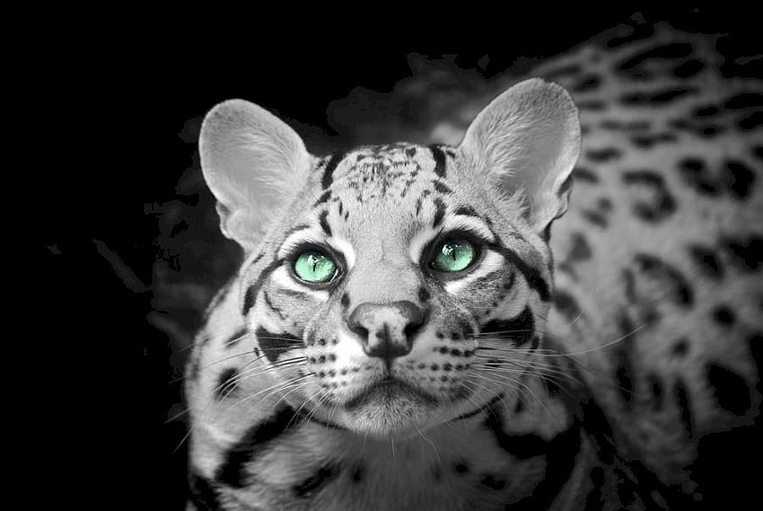 Black and white, white, black, big cat, cats, eyes, green eyes, wild HD wallpaper