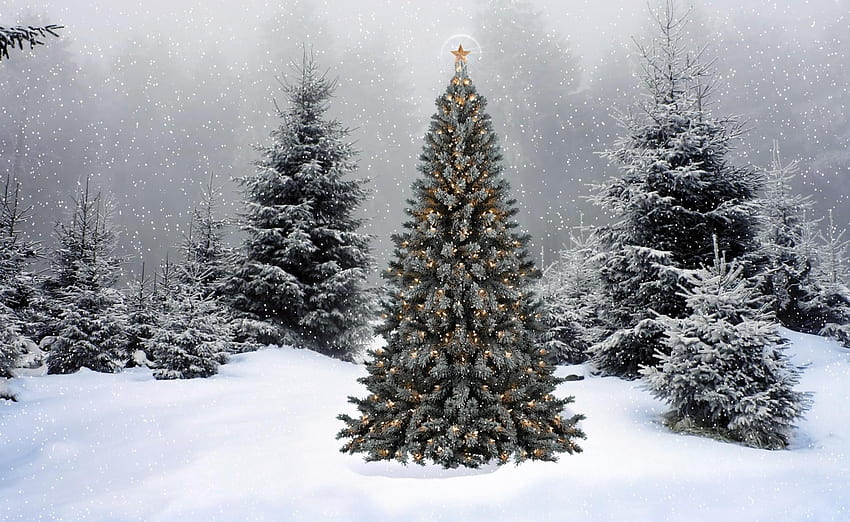 Holidays, Winter, New Year, Snow, Fir-Trees, Forest, Christmas, Garland, Garlands, Star HD wallpaper