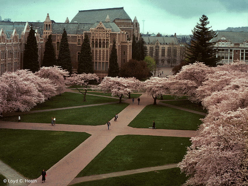 Uw - Washington Eyaleti Üniversitesi HD duvar kağıdı