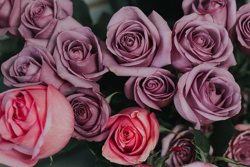 Fiori, rose, petali, bouquet, boccioli Sfondo HD
