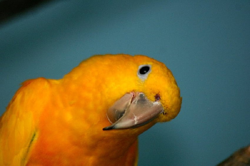 Ciekawszy i ciekawszy, dziób, ptak, papuga, kolor żółty Tapeta HD
