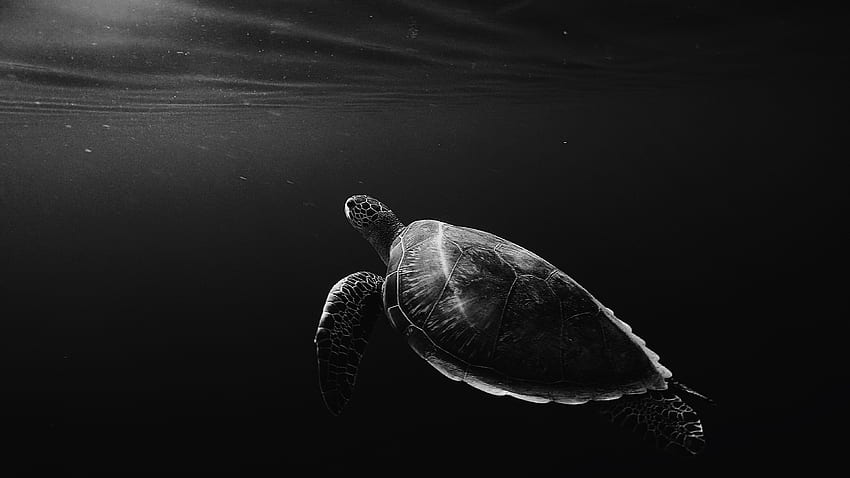 Animals, Bw, Chb, To Swim, Swim, Depth, Under Water, Underwater, Turtle HD wallpaper