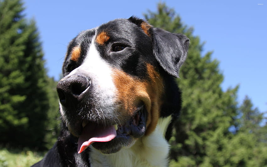 Greater Swiss Mountain Dog [2] - Animal HD wallpaper