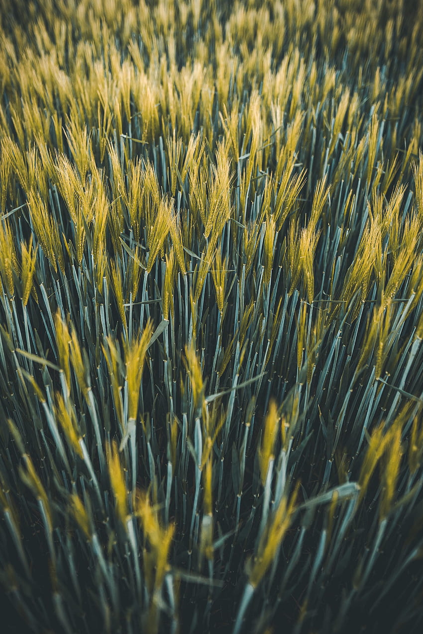 Растения, природа, пшеница, поле, класове, шипове HD тапет за телефон