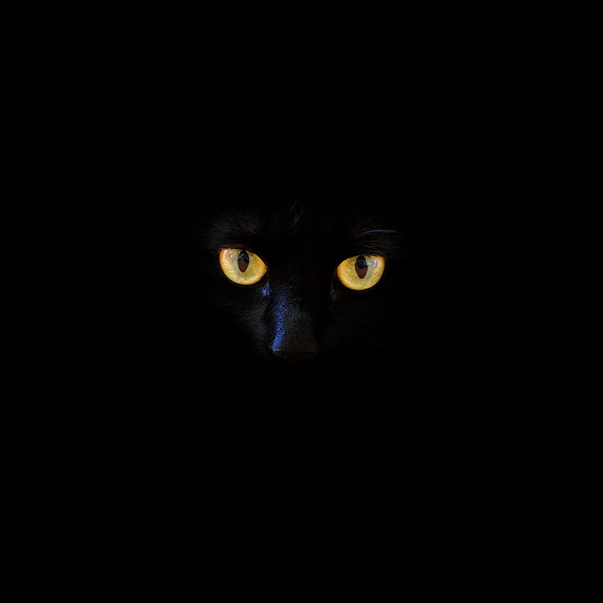 Черна котка, жълти очи, портрет HD тапет за телефон