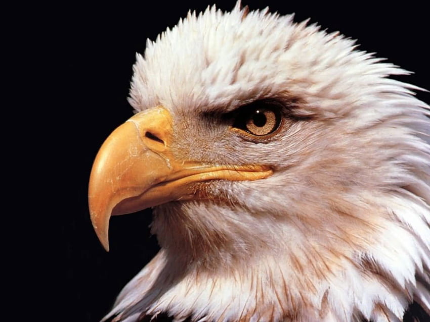 The Bald Eagle, white head, eagle, bald eagle, bird of prey HD wallpaper