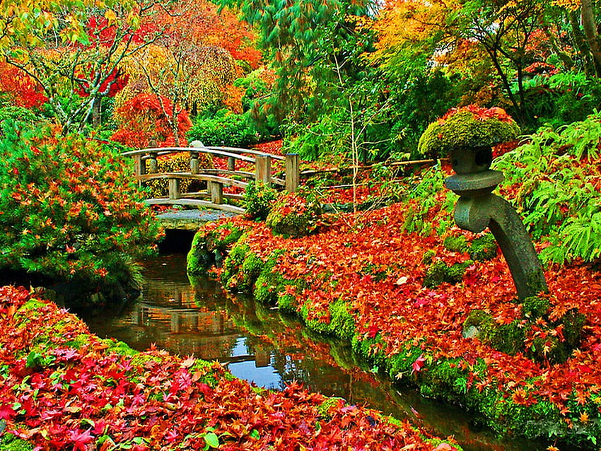 Hutan musim gugur yang penuh warna, warna-warni, musim gugur, jembatan, musim gugur, air, hutan Wallpaper HD
