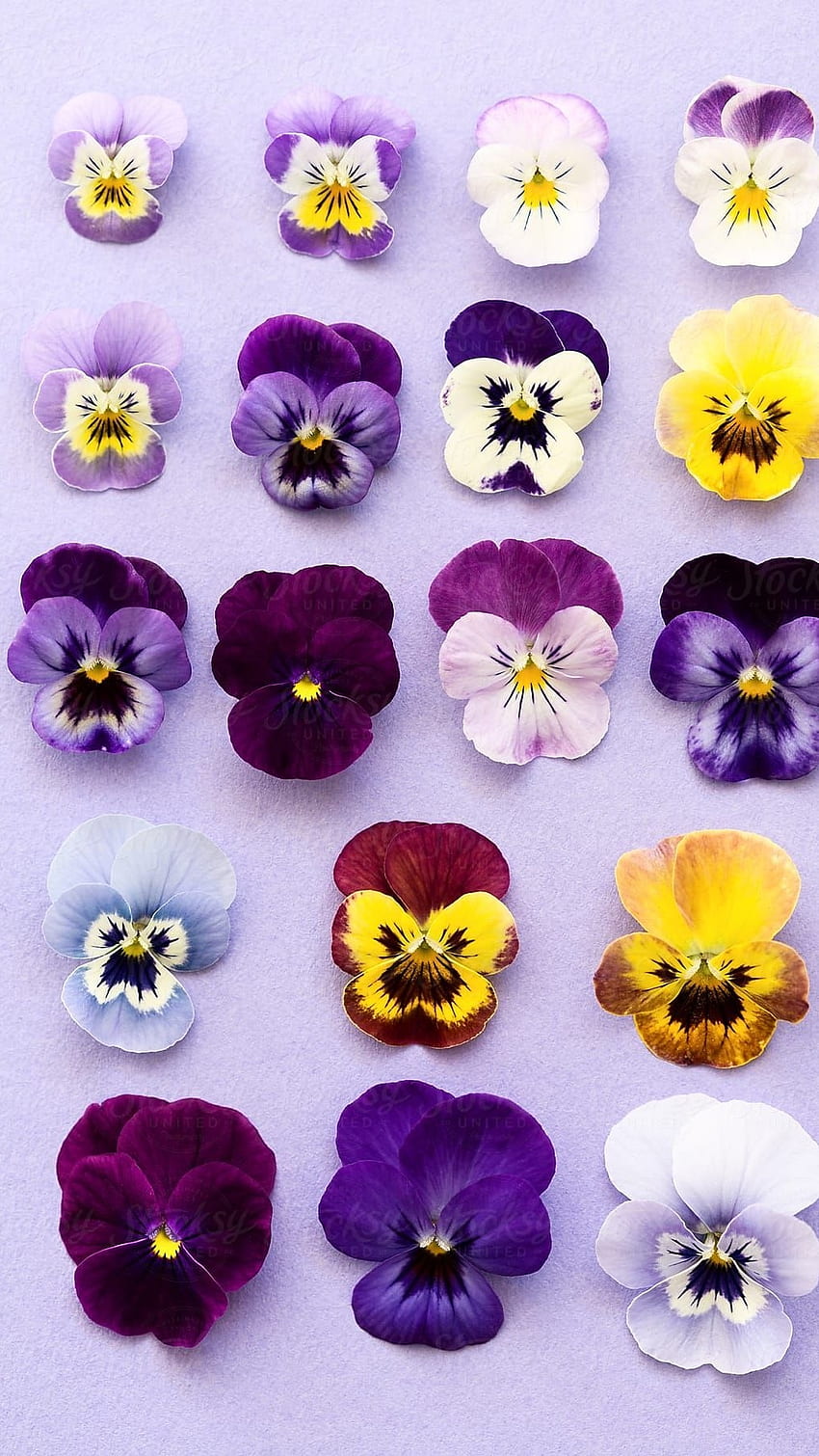 Horned Pansy Photos, Download The BEST Free Horned Pansy Stock Photos & HD  Images