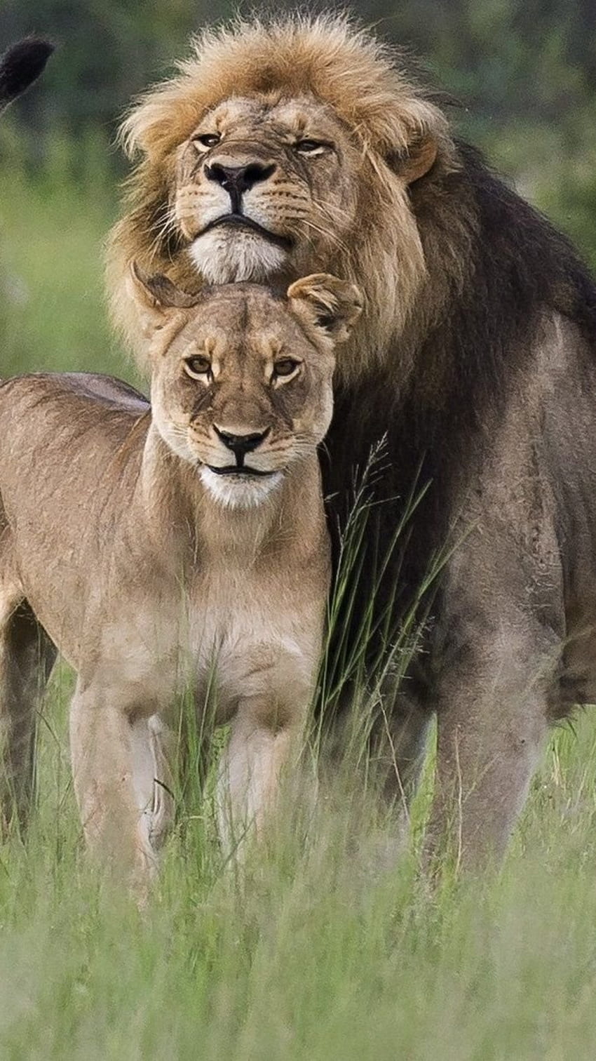 Desktop   Lion Lion Family 