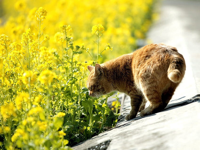 Animals, Grass, Summer, Cat, To Sniff, Smell HD wallpaper