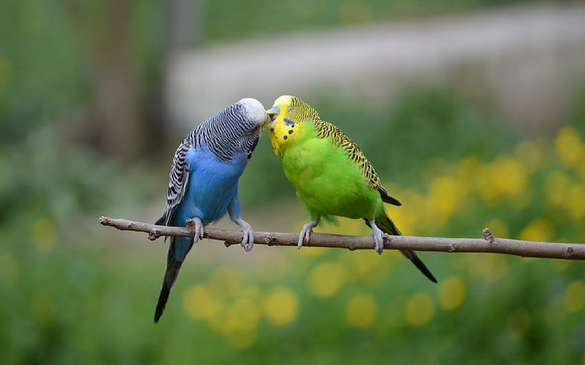 Animals, Nature, Birds, Parrots HD wallpaper