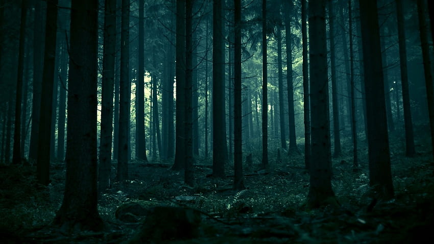 Bosque oscuro, naturaleza, bosque, oscuro fondo de pantalla