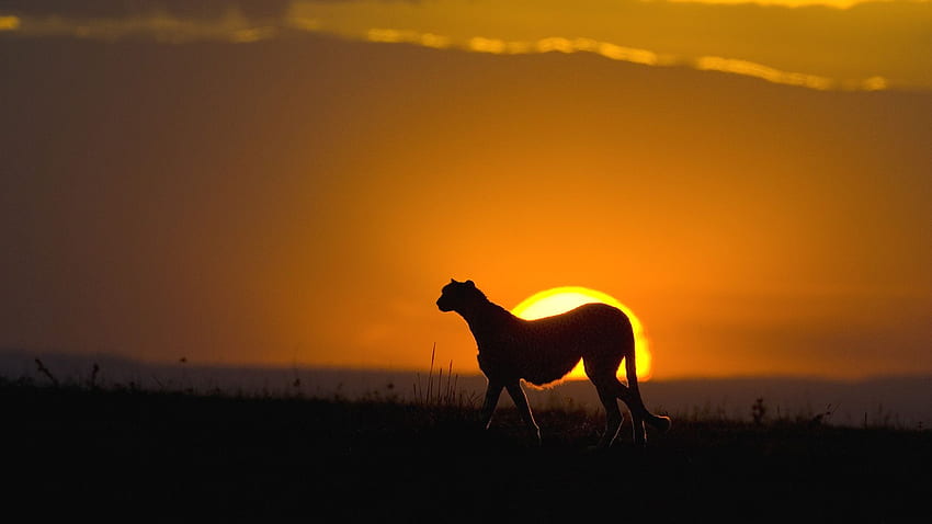 Best Wildlife Nature Animal For, Animal Sunset HD wallpaper | Pxfuel