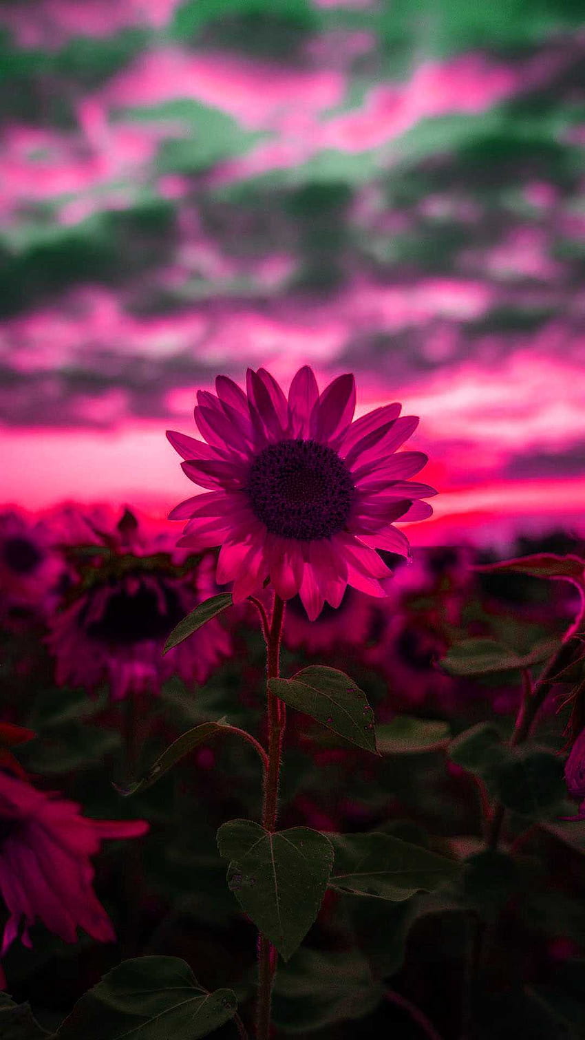 Sonnenblume, lila Sonnenblume HD-Handy-Hintergrundbild