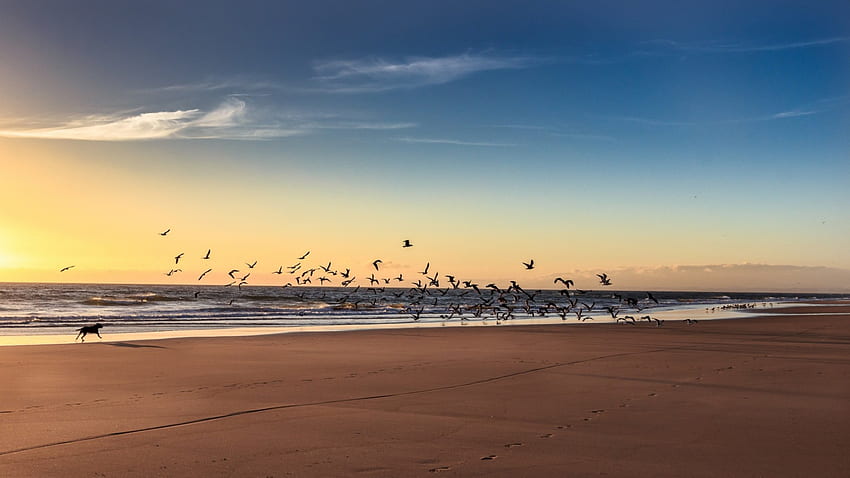 Perfekter Tag, Hund, Meer, Sand, Sonnenaufgang, Strand, Wolken, Natur, Himmel, Pracht, Ozean HD-Hintergrundbild