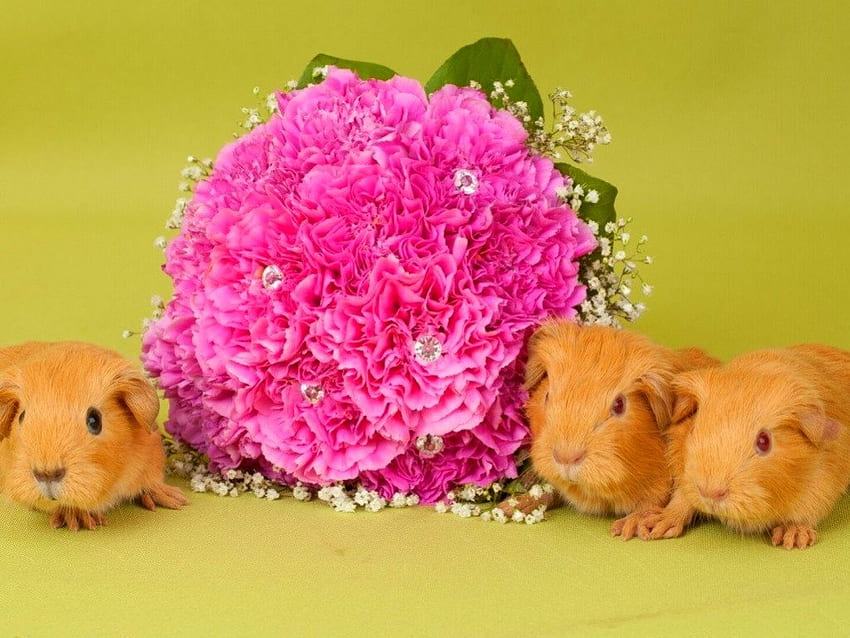 Guinea pigs, rodents, flowers, guinea-pigs, animals HD wallpaper