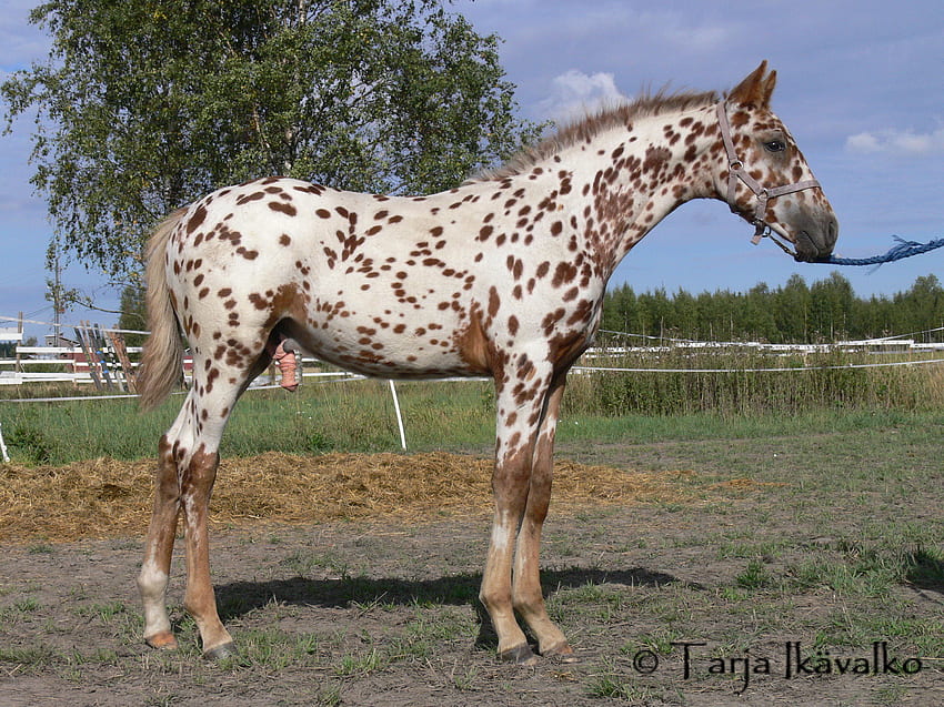 Knabstrup Stallion, horses, stallion, animals, spotted horses, knabstrup, pretty horses HD wallpaper