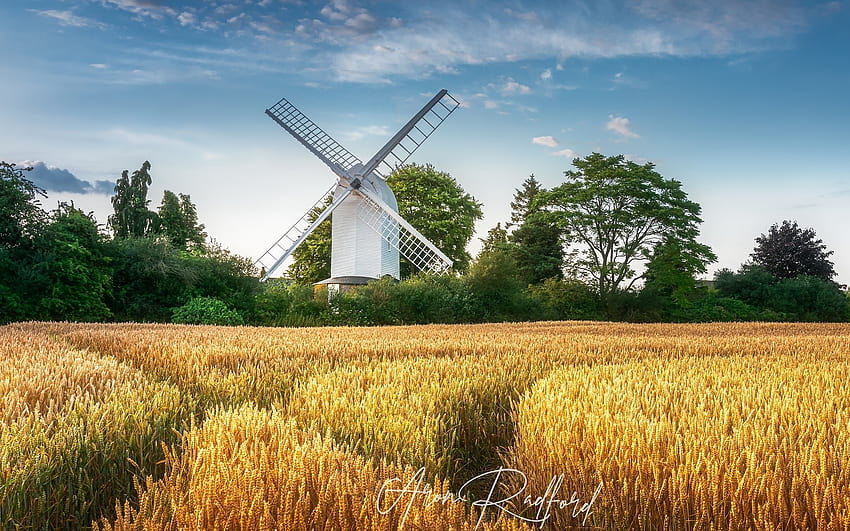 Cornfield and Windmill, trees, windmill, cereals, field HD wallpaper