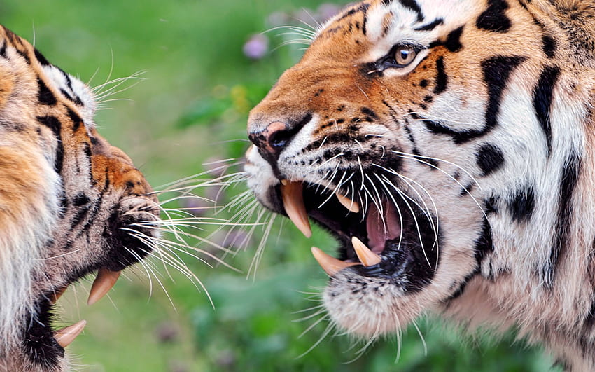 two tigers in a bad mood HD wallpaper
