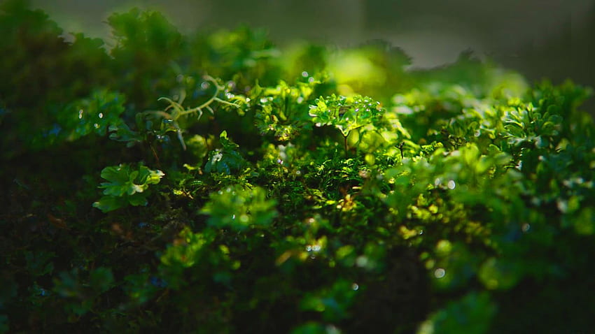 fotki oszałamiający atrakcyjny przyrodzie zielonym małe rośliny makro zbliżenie nowe tło wallpap. Małe rośliny, tło, rośliny Tapeta HD