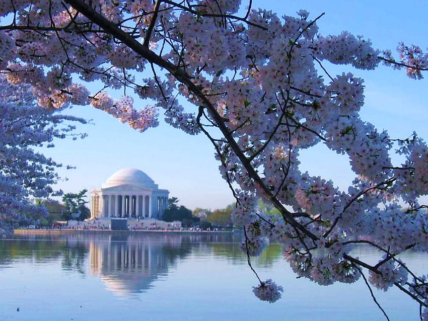 Мемориал на Джеферсън, река, Вашингтон, паметник, сграда, бял купол, черешови цветове HD тапет