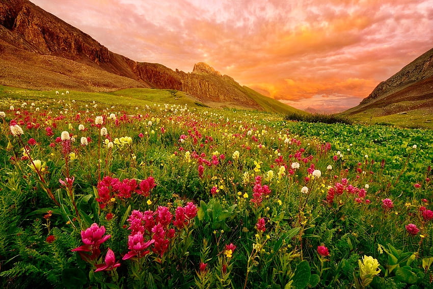 Планински диви цветя и фон HD тапет