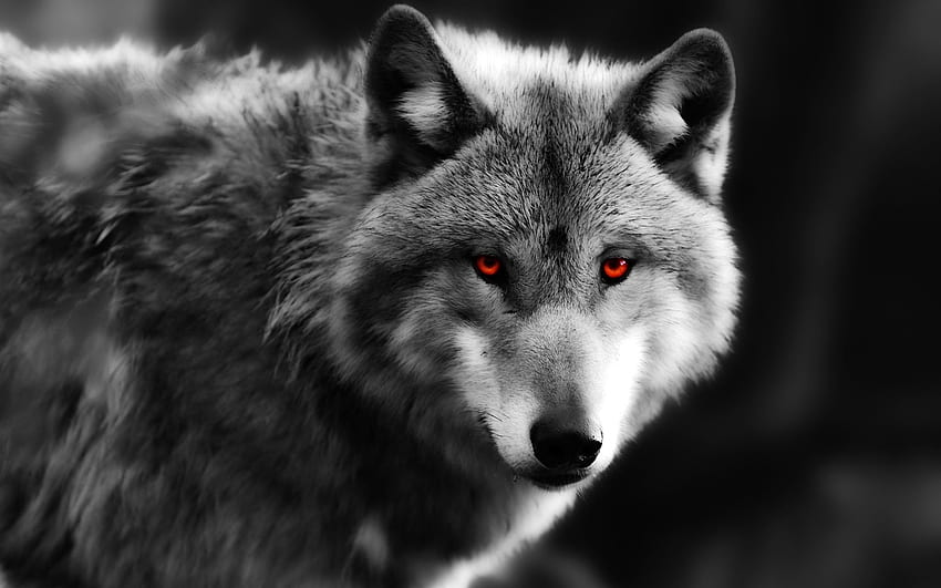 Zbliżenie wilka, czerwone oczy, czerwone oczy wilka drapieżnika, czarny wilk z czerwonymi oczami Tapeta HD