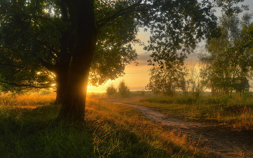 โลเวอร์แซกโซนี เยอรมนี ภูมิทัศน์ธรรมชาติ พระอาทิตย์ตก ต้นไม้ หญ้า ฤดูใบไม้ร่วง , , ธรรมชาติของเยอรมนี วอลล์เปเปอร์ HD