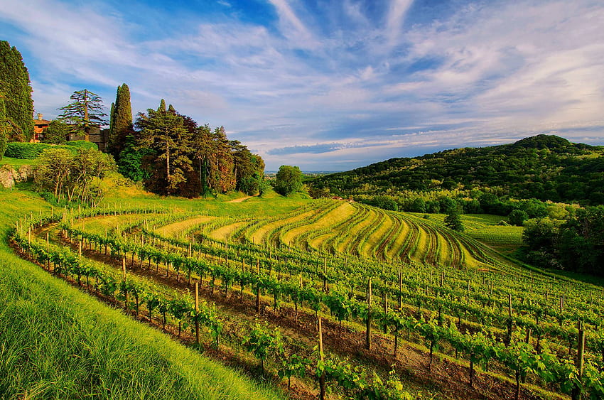Tuscan Vineyard Village, Italy Vineyard HD wallpaper