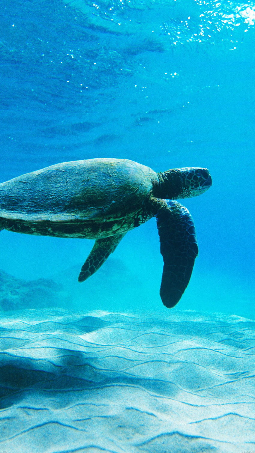 iPhonePapers - tartaruga mare oceano animale, iPhone Oceano sottomarino Sfondo del telefono HD