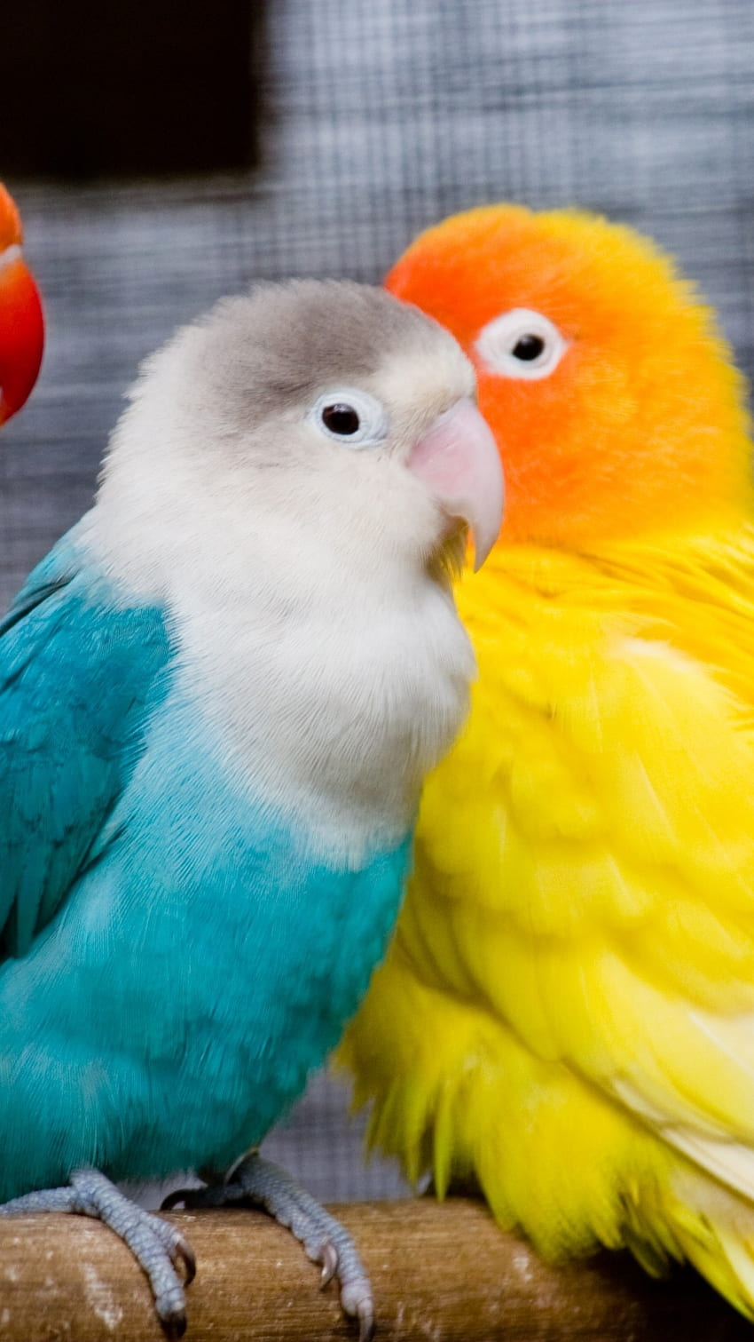Love Birds, Adorable, Birds HD phone wallpaper | Pxfuel