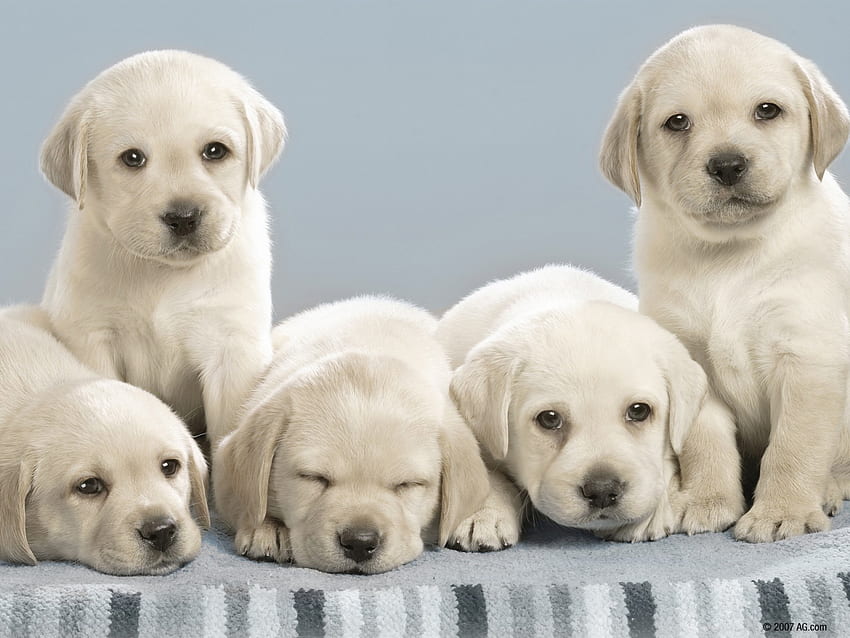 動物, 犬, ロット, 子犬, ラブラドール 高画質の壁紙