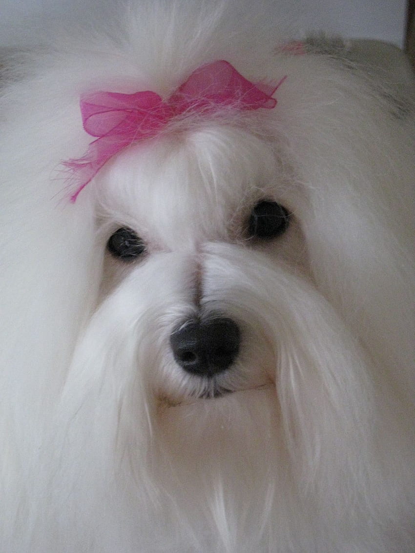 Cute Coton de Tulear dog girl and . Beautiful Cute Coton de Tulear dog girl HD phone wallpaper