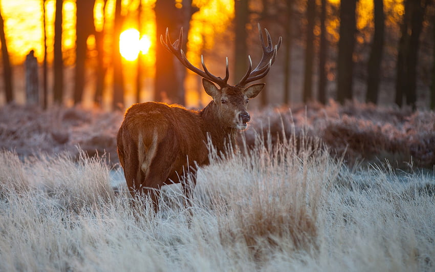 Red Deer Fauna - Nuevo fondo de pantalla
