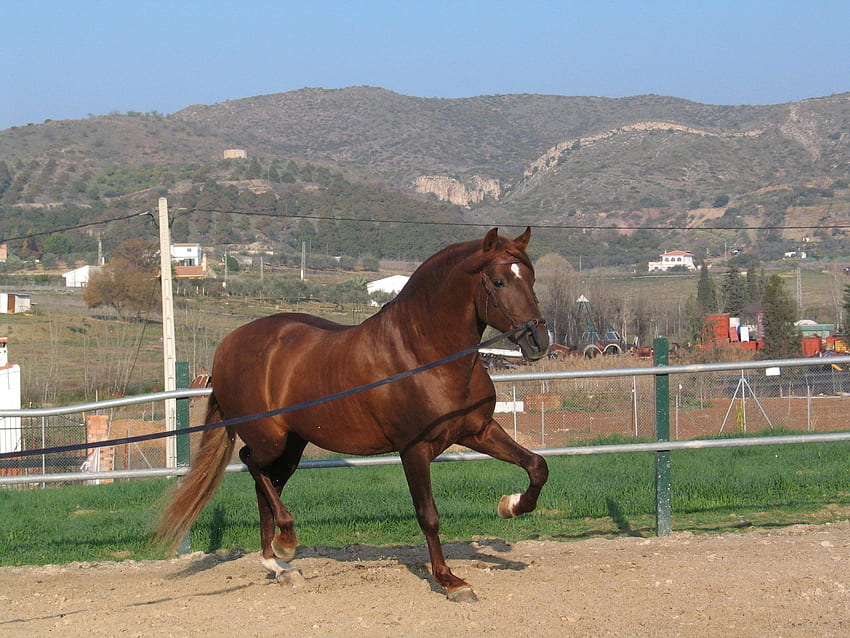 Châtaignier PRE, espagnol, andalou, chevaux, châtaignier, pré Fond d'écran HD