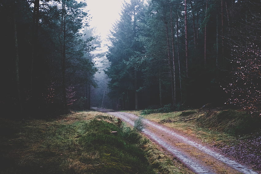 Nature, Trees, Forest, Path HD wallpaper | Pxfuel