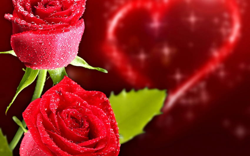 romantische Rose, Rose, Romantik, Herz, Rot HD-Hintergrundbild
