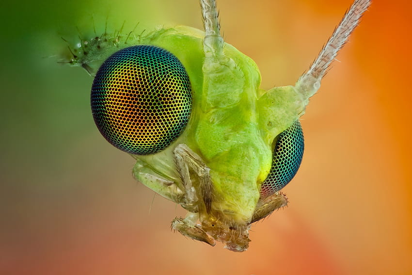 매크로, 빛, 눈, 곤충, 밝은 색의, 콧수염 HD 월페이퍼