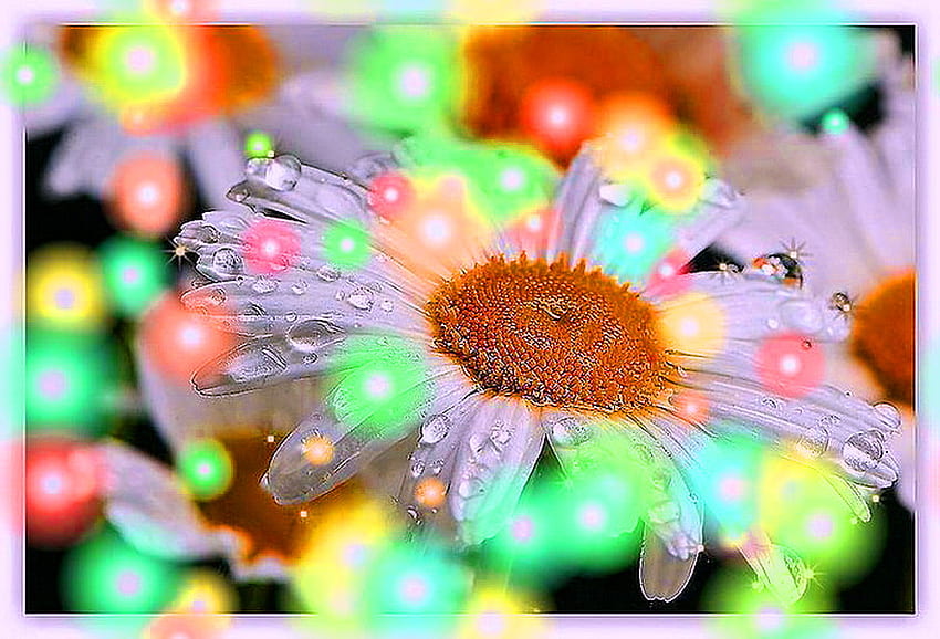Christmas daisy, pastel colors, colors, christmas lights, daisy HD wallpaper