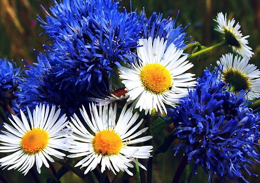 Fleurs sauvages, bleus, bleuets, blancs, fleurs Fond d'écran HD