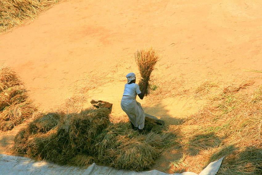 Селскостопанска дейност в Керала, селско стопанство, Керала, Индия, оризище, жена, ориз HD тапет