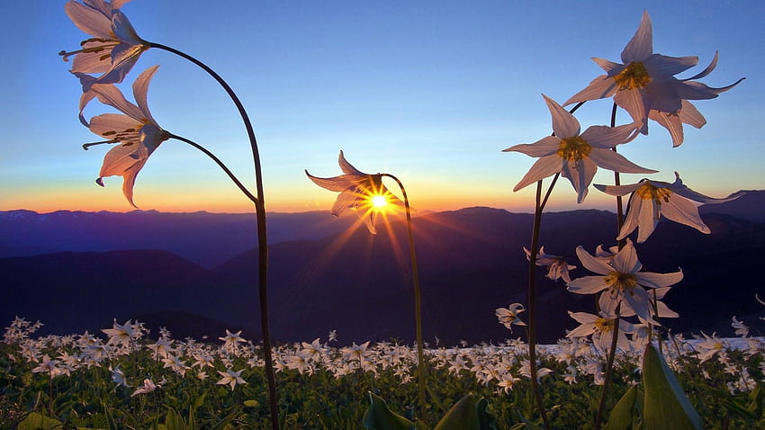 ธรรมชาติ ทัศนีย ดวงอาทิตย์ กลีบดอก ดอกไม้ สี , ภูเขา พระอาทิตย์ตก ธรรมชาติ ทิวทัศน์ พื้นหลัง , พืช Fie - The พระอาทิตย์ขึ้นดอกไม้ วอลล์เปเปอร์ HD