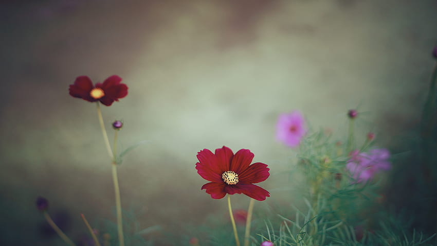 Flower, Macro, Close-Up, Field, Kosmeya, Cosmos HD wallpaper