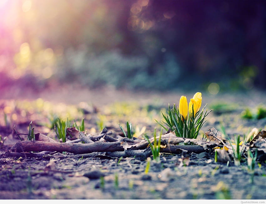 Early March . March , March Shamrock and March Clover, March Flowers HD wallpaper