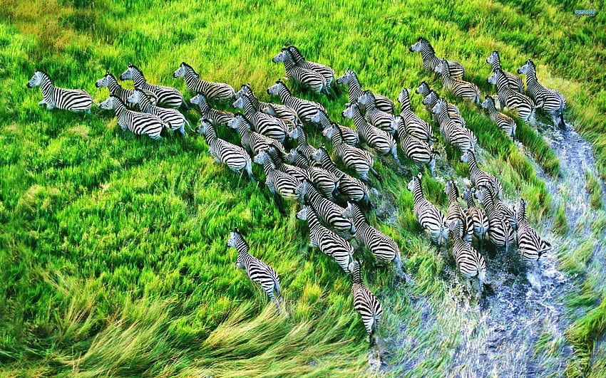 zebra, Hewan, Afrika, Lanskap, Margasatwa, Rumput, Air, Basah, Belang, Hitam, Putih, Kawanan, Gerak, Berlari, Warna / dan Latar Belakang Seluler Wallpaper HD